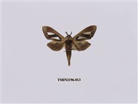 藏品(銀斑舟蛾)的圖片